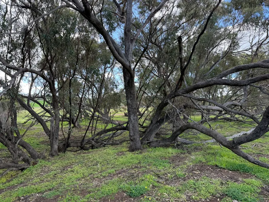 Lot 803 Trews Road, Daliak, WA, 6302 - Image 18