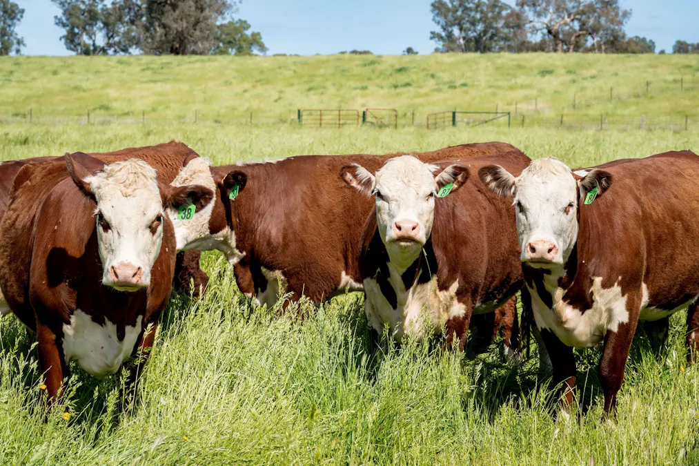 3223 Riverina Highway, Bungowannah, NSW, 2640 - Image 14