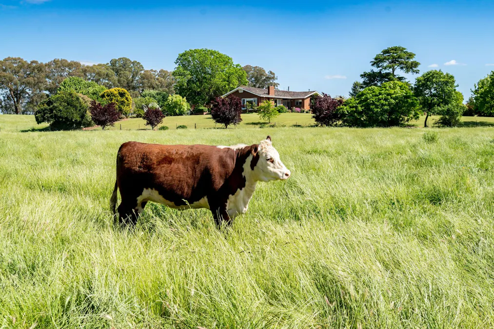 3223 Riverina Highway, Bungowannah, NSW, 2640 - Image 21