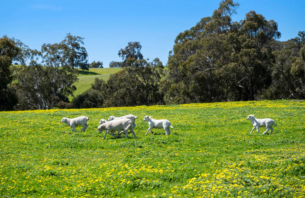 Bindoon, WA, 6502 - Image 13