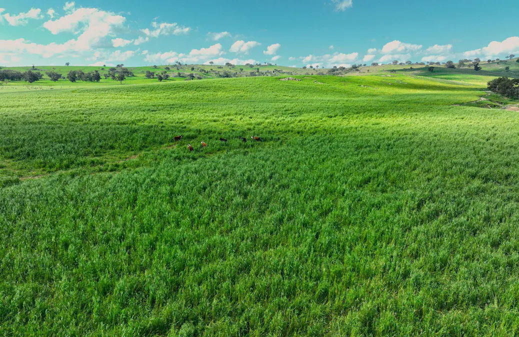 780 Pattersons Road, Wagga Wagga, NSW, 2650 - Image 14