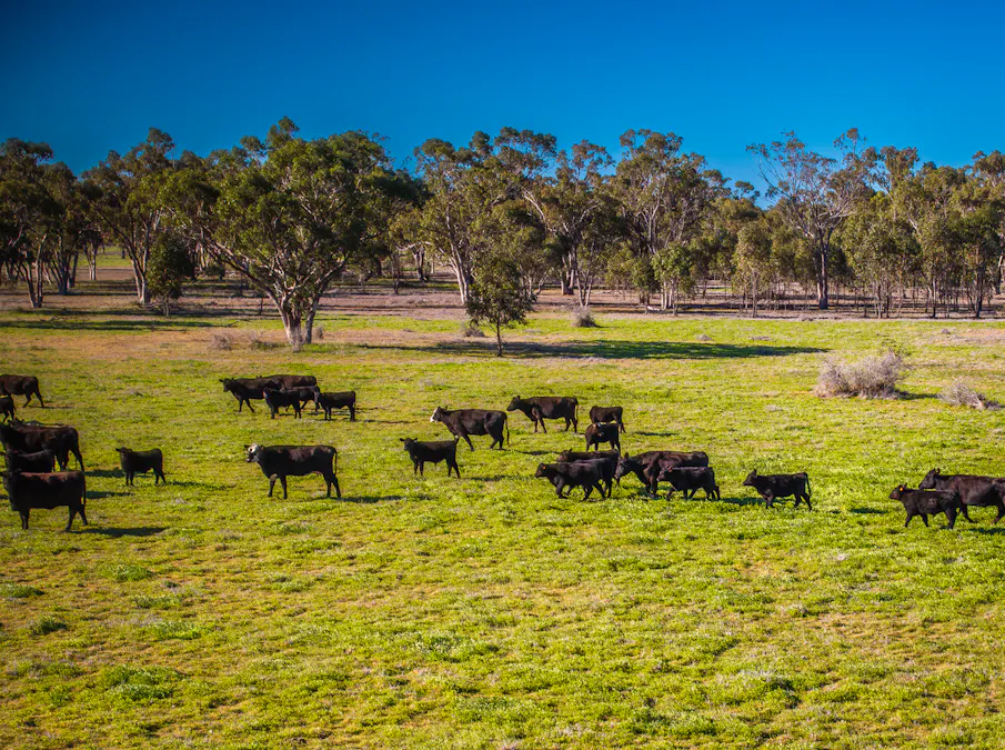 Sandy Camp Road, Quambone, NSW, 2831 - Image 35