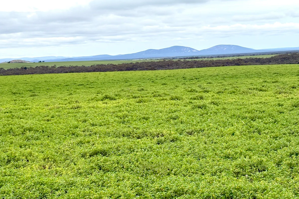 3 YEAR LEASES AT MINNIPA - "CROBAR" & "MINNIPA HILL" — photo 10 of 30