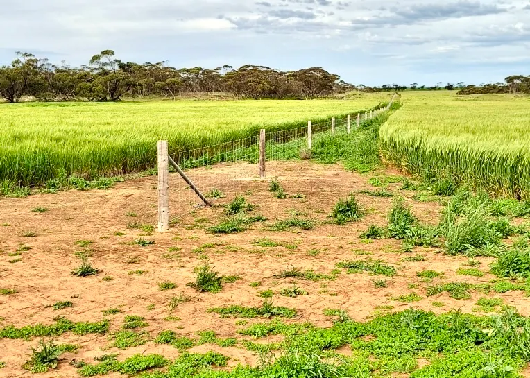 Minnipa, SA, 5654 - Image 12
