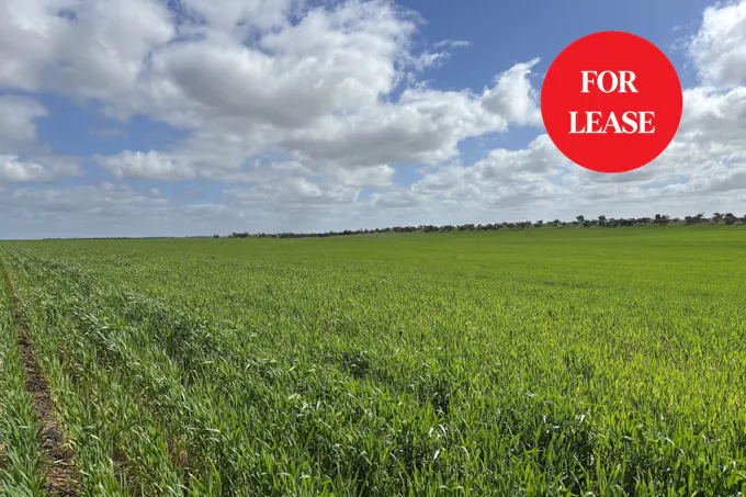 824 Rollbusch Road, Taplan, SA, 5311
