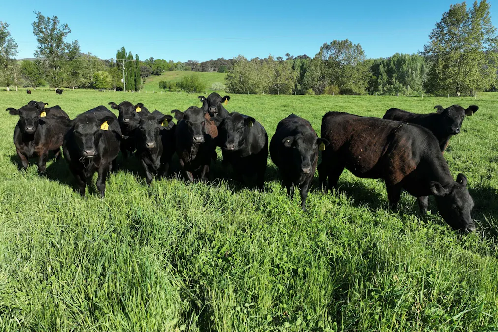 95 Jingellic Road, Jingellic, NSW, 2642 - Image 23
