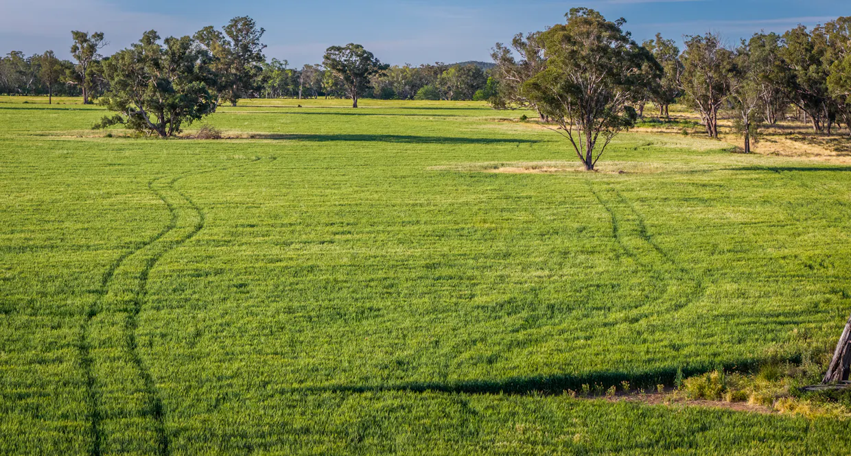 440 Gundong Road, Tomingley, NSW, 2869 - Image 3