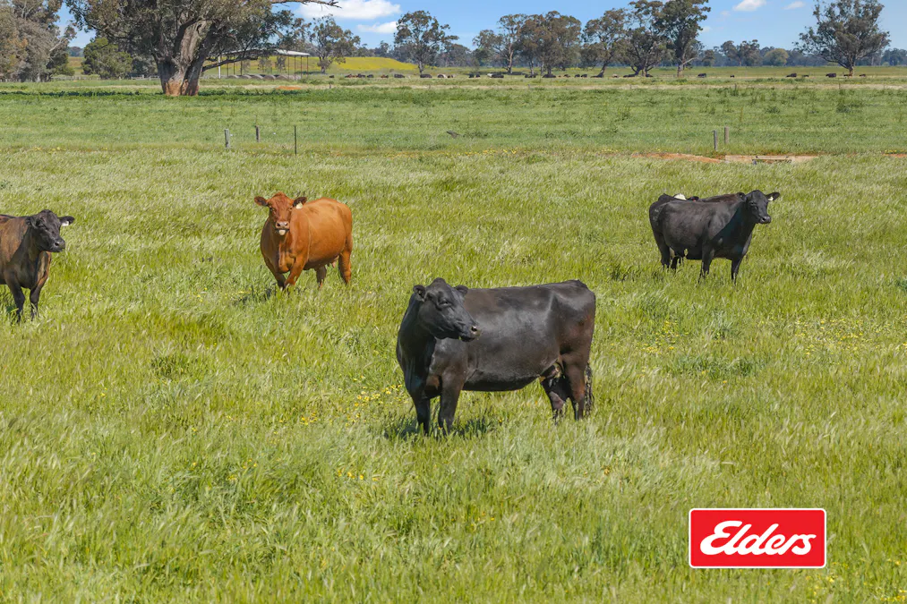 325  O'Brien Road, Undera, VIC, 3629 - Image 24