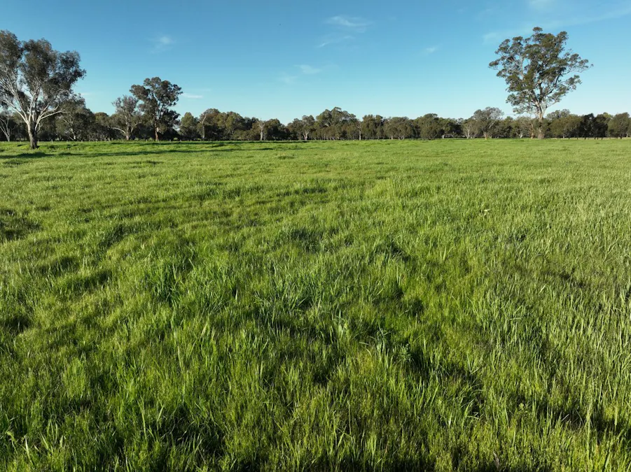 547 Culcairn Holbrook Road, Holbrook, NSW, 2644 - Image 23