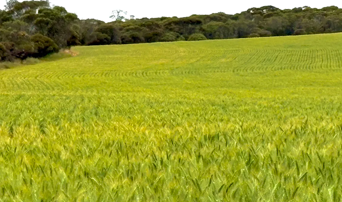 Port Kenny Road, Yaninee, SA, 5653 - Image 17