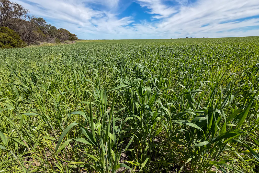 Lot 44 Birdseye Highway, Murlong, SA, 5642 - Image 2