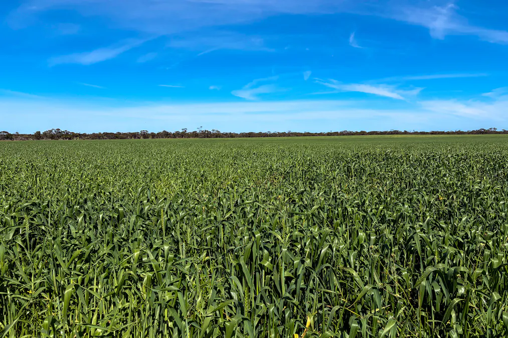Lot 44 Birdseye Highway, Murlong, SA, 5642 - Image 3