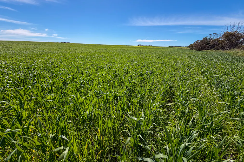 Lot 44 Birdseye Highway, Murlong, SA, 5642 - Image 4