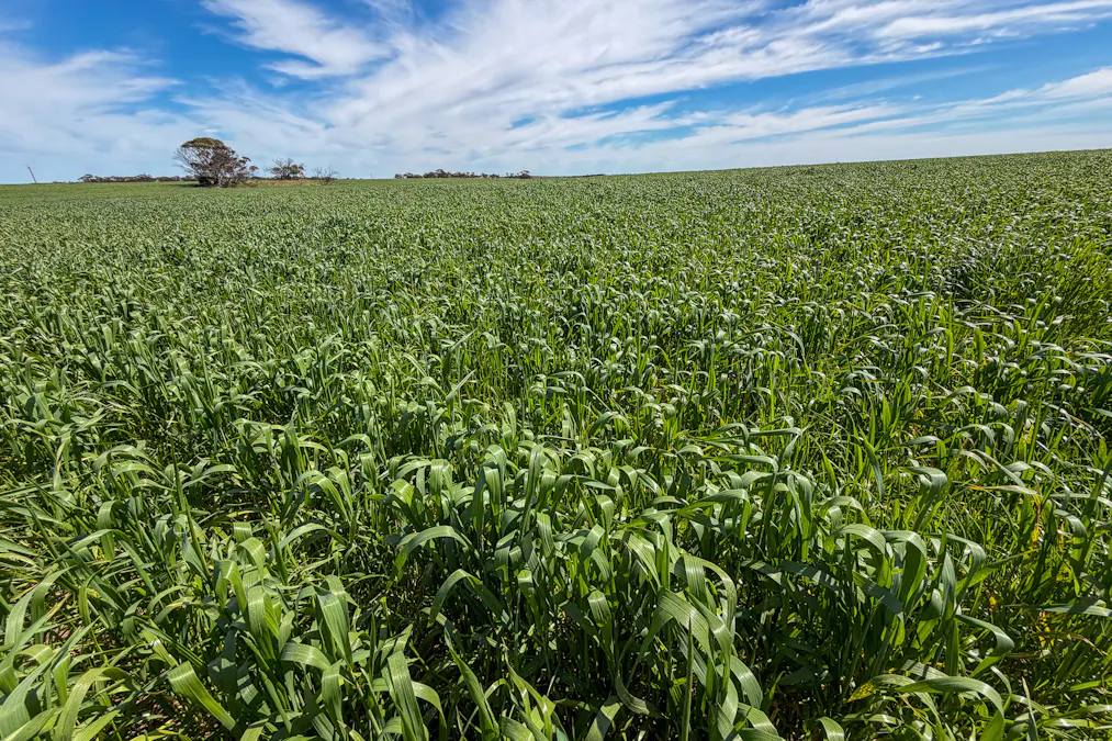 Lot 44 Birdseye Highway, Murlong, SA, 5642 - Image 5
