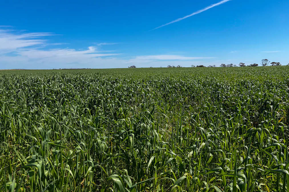 Lot 44 Birdseye Highway, Murlong, SA, 5642 - Image 6