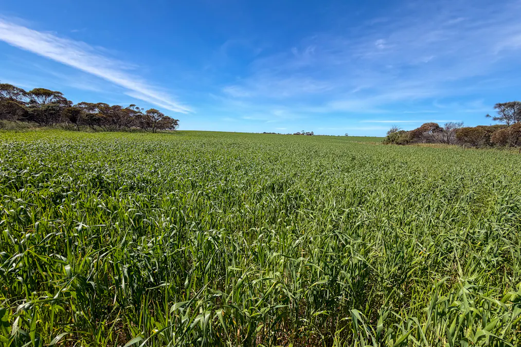 Lot 44 Birdseye Highway, Murlong, SA, 5642 - Image 1