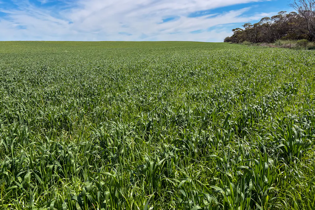 Lot 44 Birdseye Highway, Murlong, SA, 5642 - Image 8