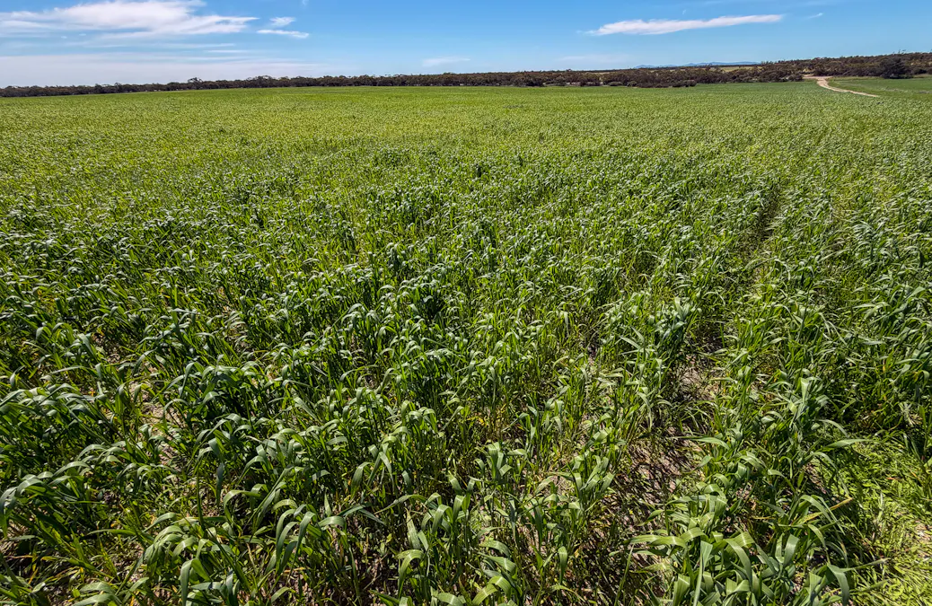 Lot 44 Birdseye Highway, Murlong, SA, 5642 - Image 9