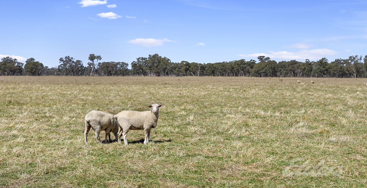 Cnr Kings Road Federation Way, Rutherglen, VIC, 3685 - Image 8