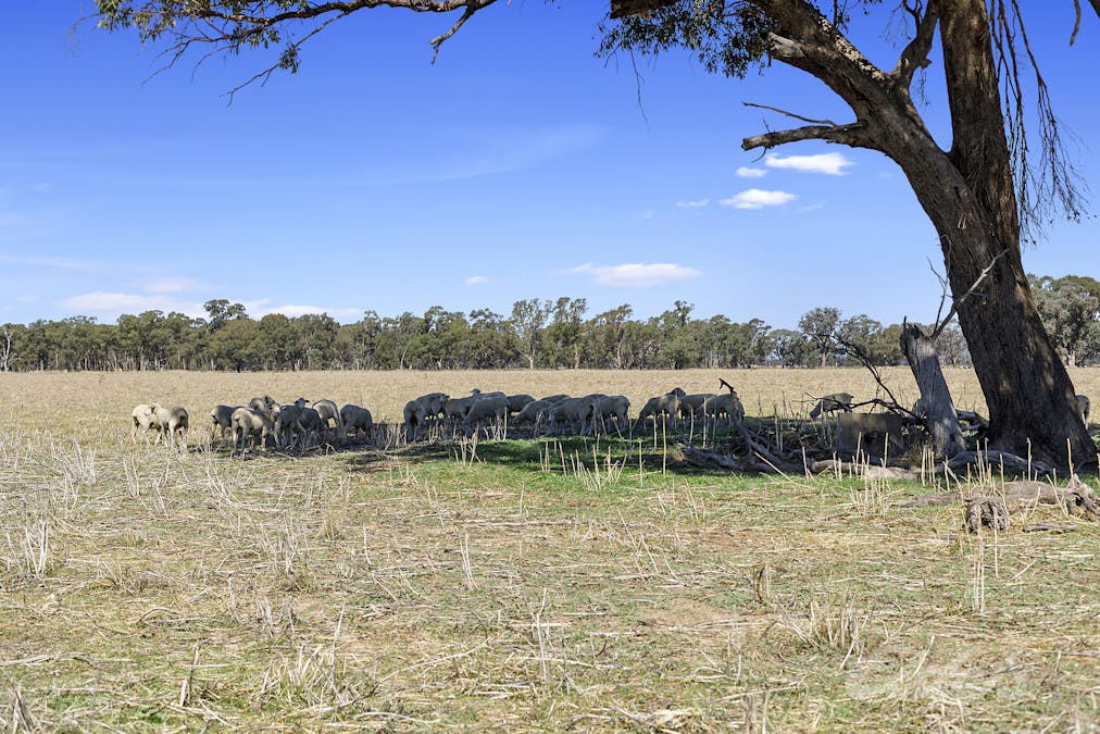 Cnr Kings Road Federation Way, Rutherglen, VIC, 3685 - Image 9