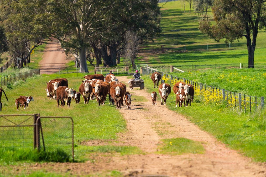 1373 Goorambat-Thoona Road, Thoona, VIC, 3726 - Image 16