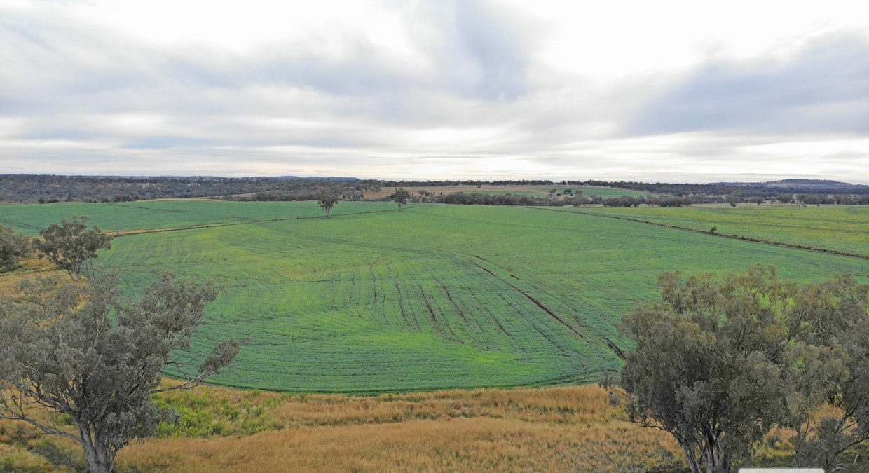 'Eden Hope Delungra Bypass Road, Delungra, NSW, 2403 - Image 2