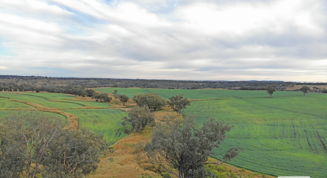 'Eden Hope Delungra Bypass Road, Delungra, NSW, 2403 - Image 13