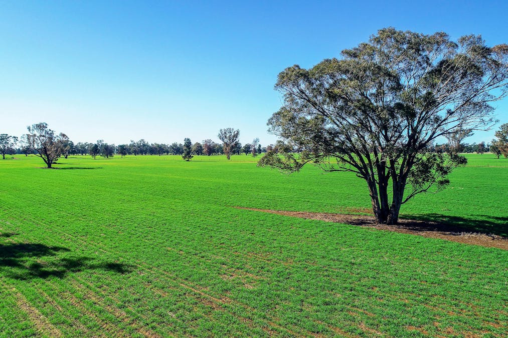 Quandialla, NSW, 2721 - Image 3