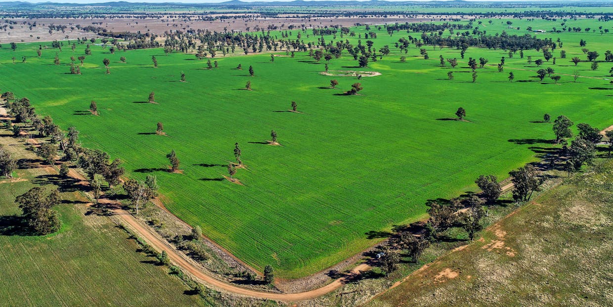 Quandialla, NSW, 2721 - Image 7