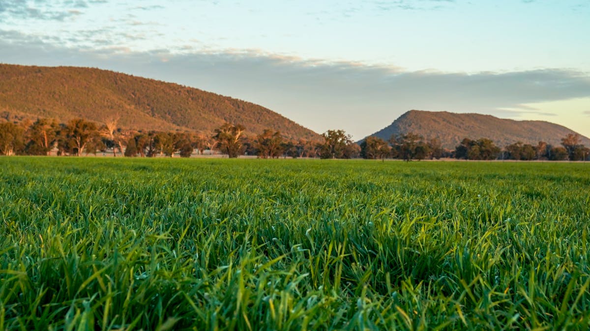 Young, NSW, 2594 - Image 31
