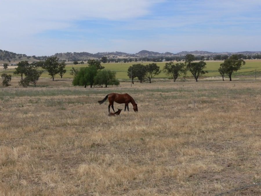 Avondale Canowindra Road, Cowra, NSW, 2794 - Image 2