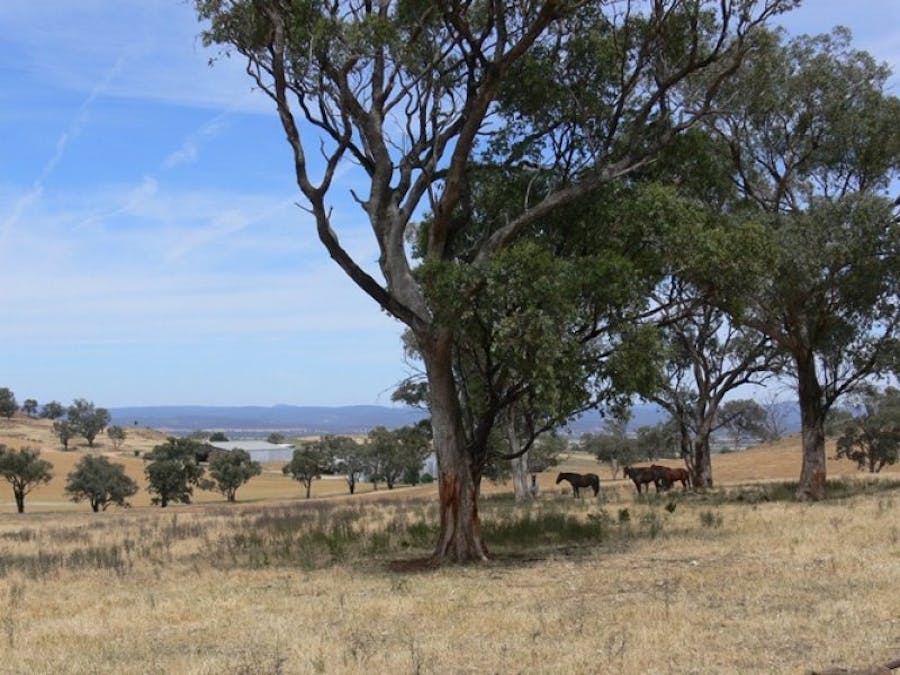 Avondale Canowindra Road, Cowra, NSW, 2794 - Image 5