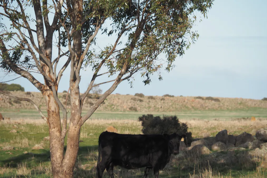 - Selkirk Rises Road, Mingay, VIC, 3324 - Image 6