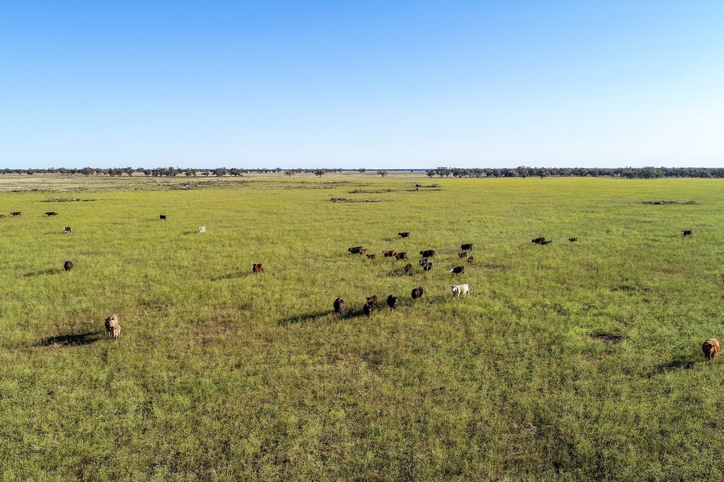 256 Cockies Road, Buddabadah, NSW, 2825 - Image 28