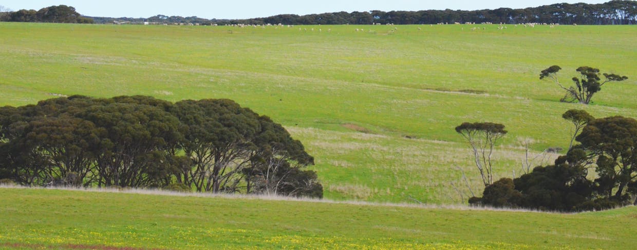 Lot 381 Cape Willoughby Road, Willoughby, SA, 5222 - Image 8