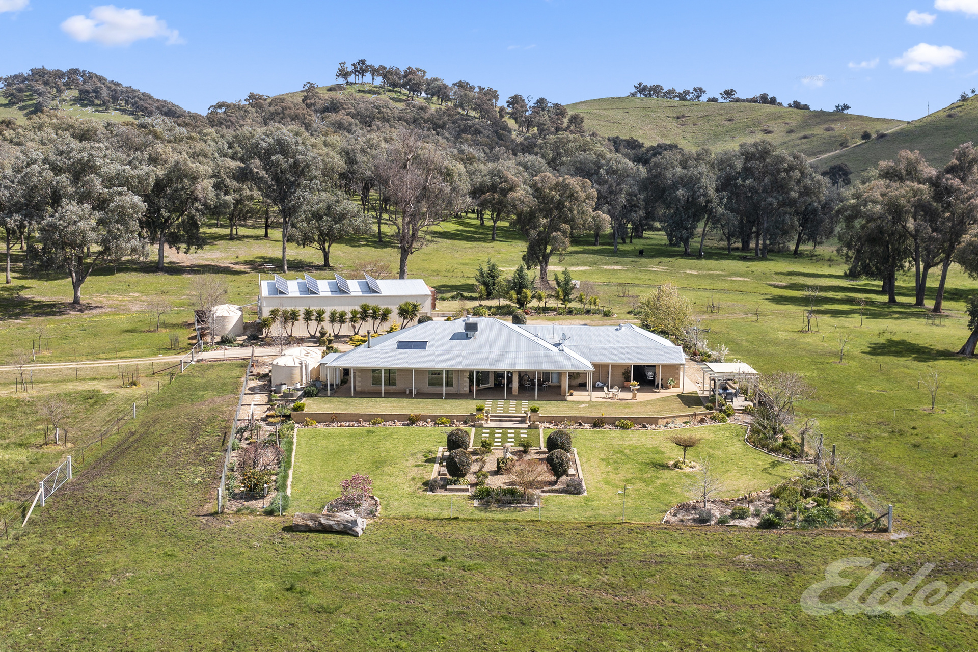 Cows with calves top at $1700 at Carcoar, The Land