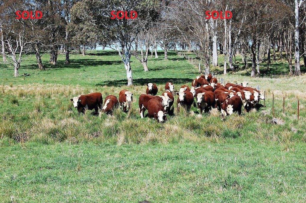 100 Blue Hills Road, Dorrigo, NSW, 2453 - Image 1