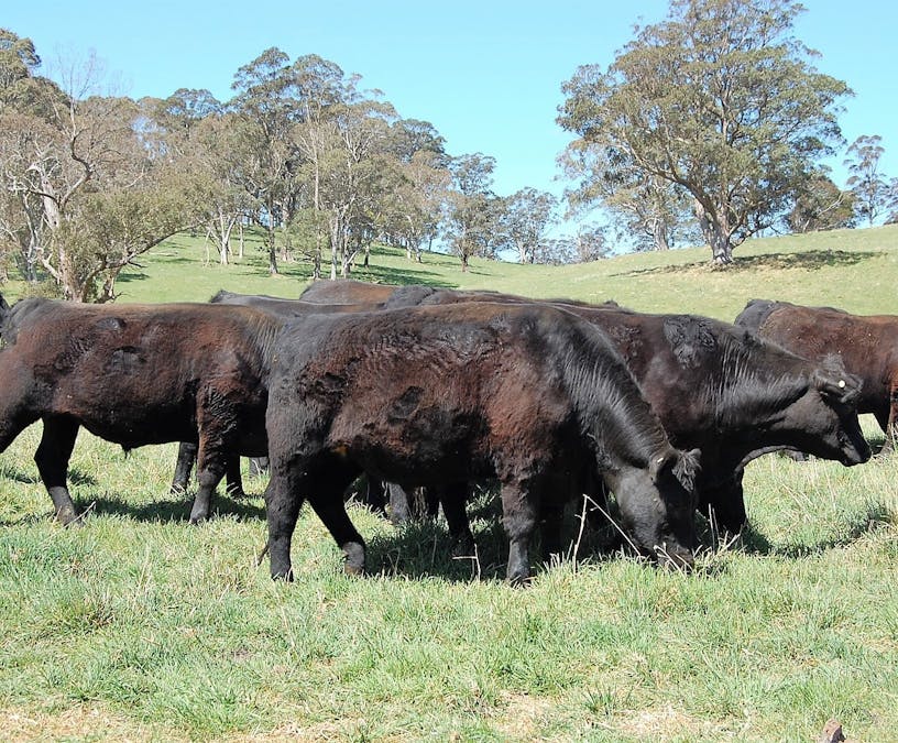 100 Blue Hills Road, Dorrigo, NSW, 2453 - Image 15