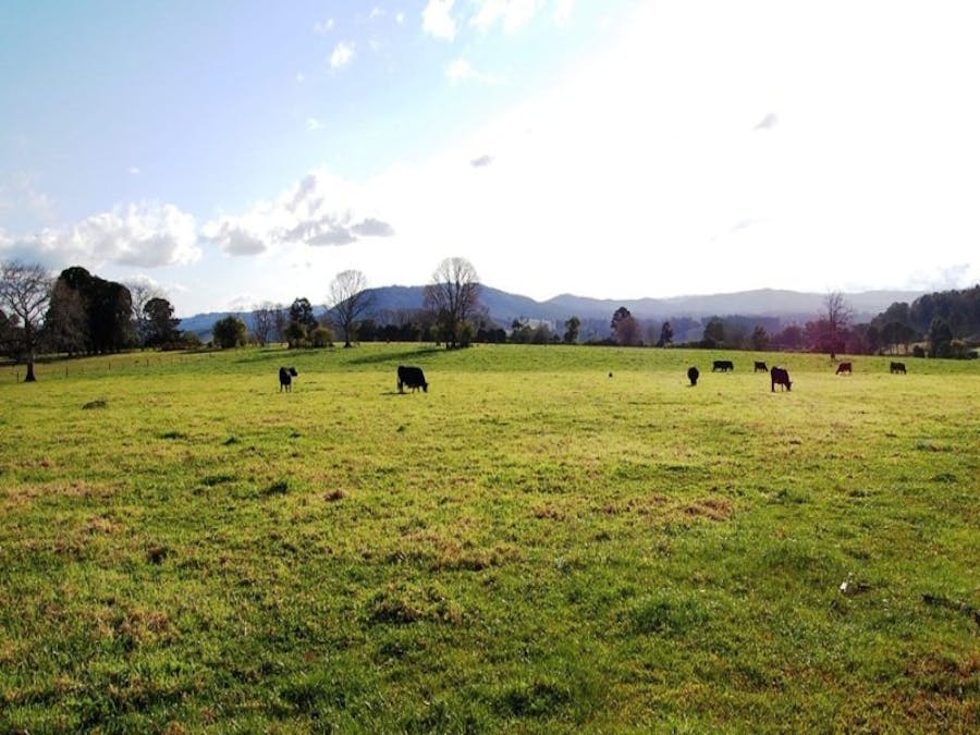 725 Tyringham Road, Dorrigo, NSW, 2453 - Image 2