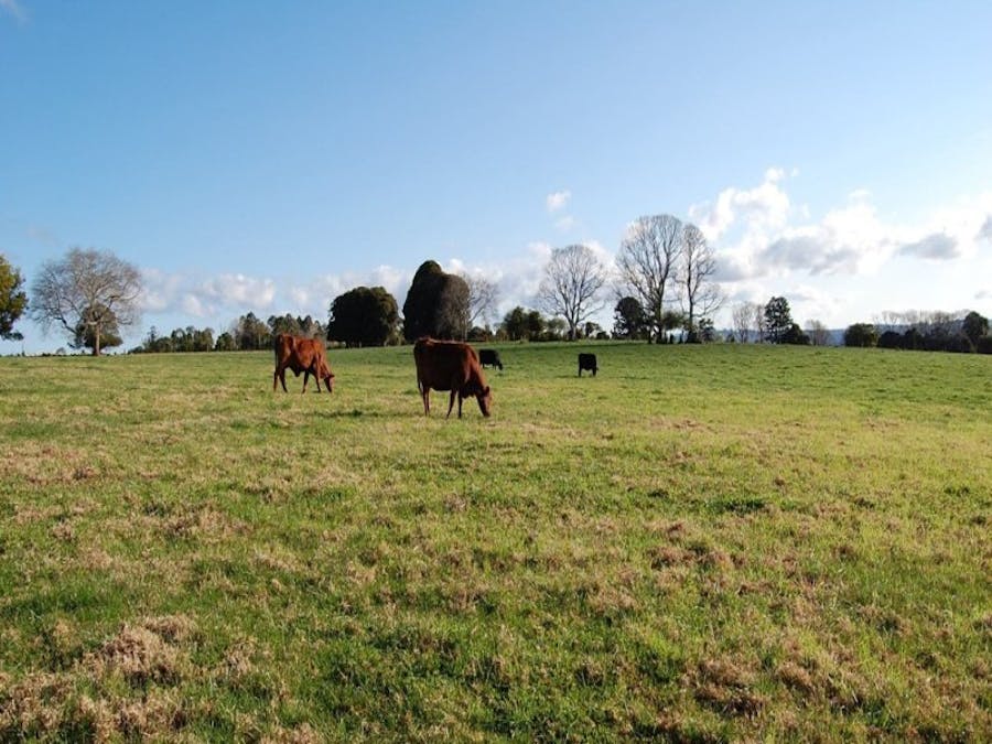 725 Tyringham Road, Dorrigo, NSW, 2453 - Image 3