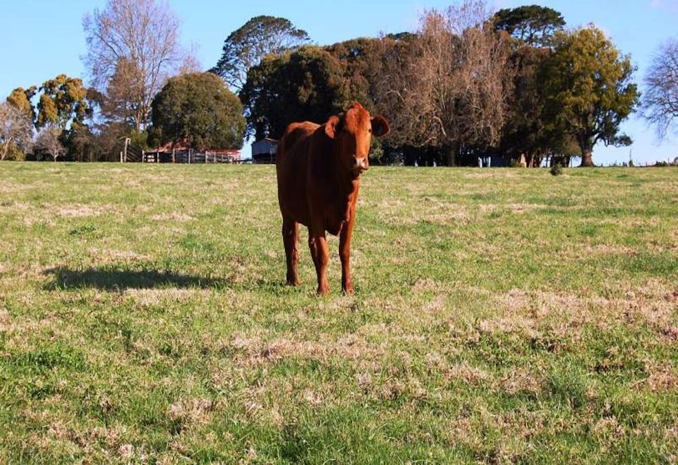 725 Tyringham Road, Dorrigo, NSW, 2453 - Image 5