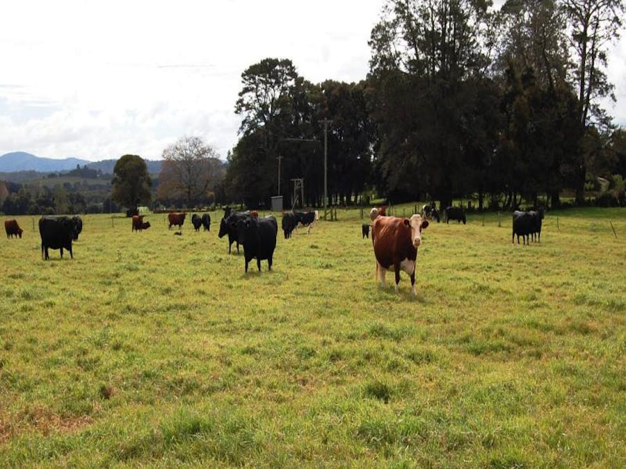 725 Tyringham Road, Dorrigo, NSW, 2453 - Image 6