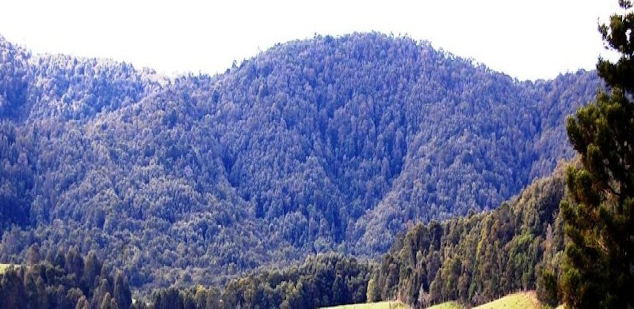 Dorrigo, NSW, 2453 - Image 3