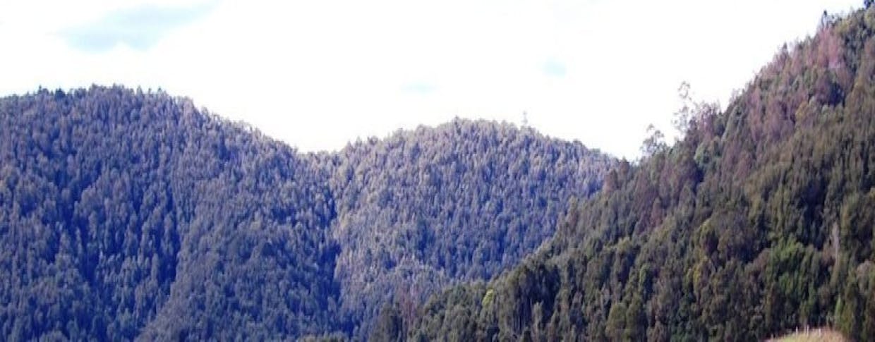 Dorrigo, NSW, 2453 - Image 4