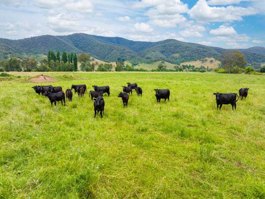 Broadrib Leys Road, Eskdale, VIC, 3701 - Image 8