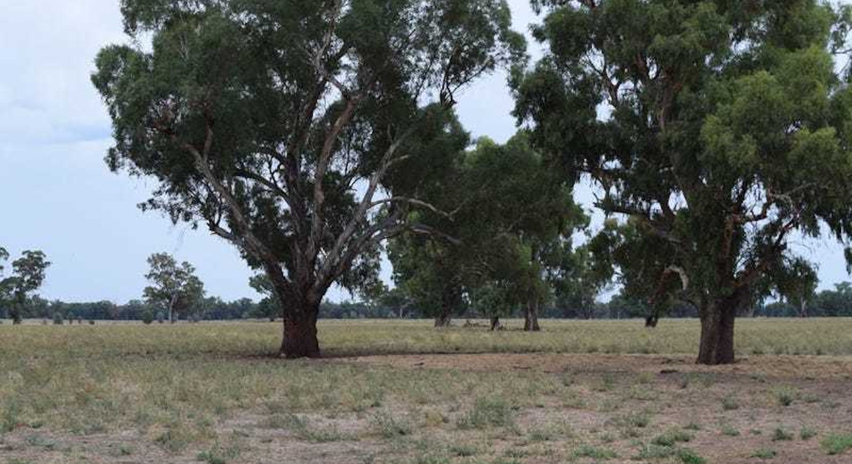 ''sloane'' Dicks Plain Road, Mulwala, NSW, 2647 - Image 11