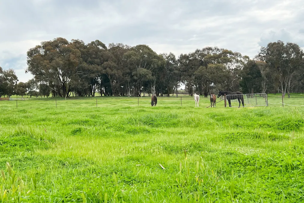 51 Commons Road, Young, NSW, 2594 - Image 22