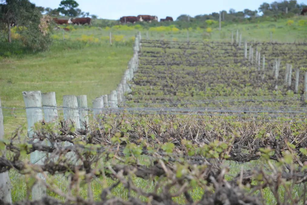 227 Clay Wells Road, Robe, SA, 5276 - Image 12