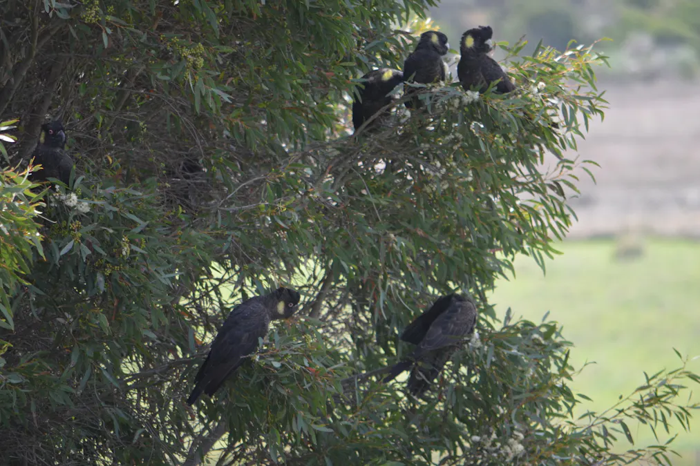 227 Clay Wells Road, Robe, SA, 5276 - Image 15