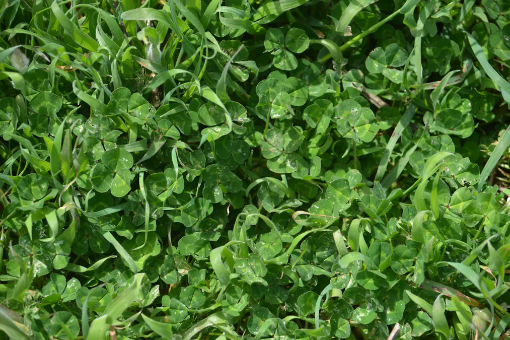 227 Clay Wells Road, Robe, SA, 5276 - Image 2